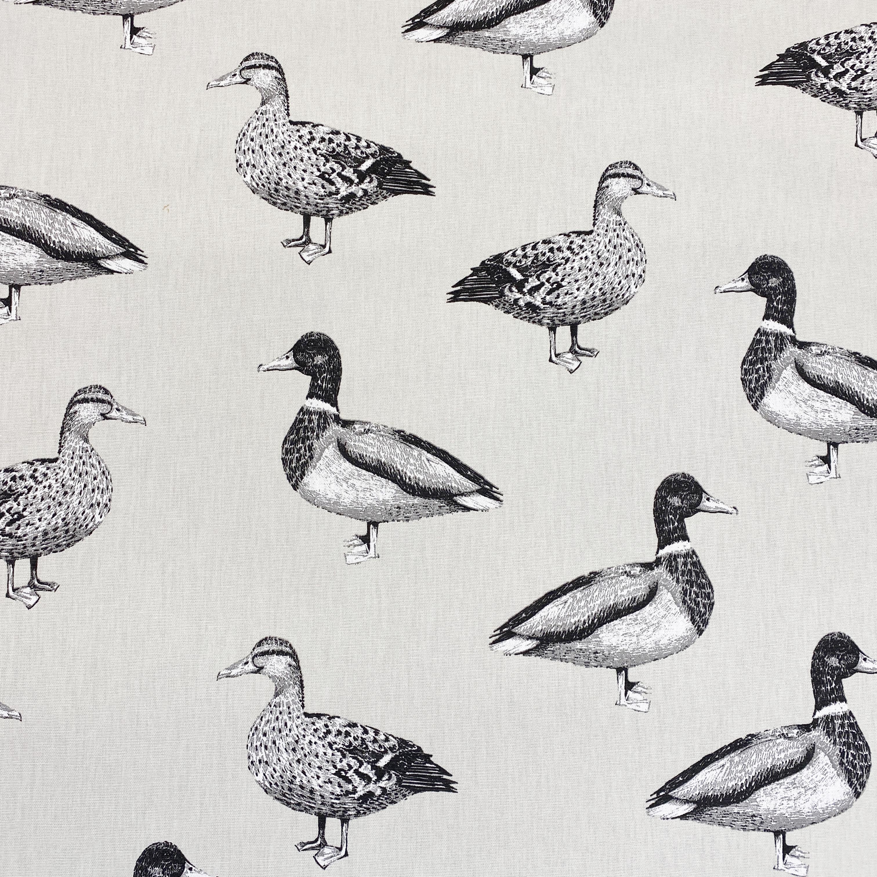 Duck Canvas