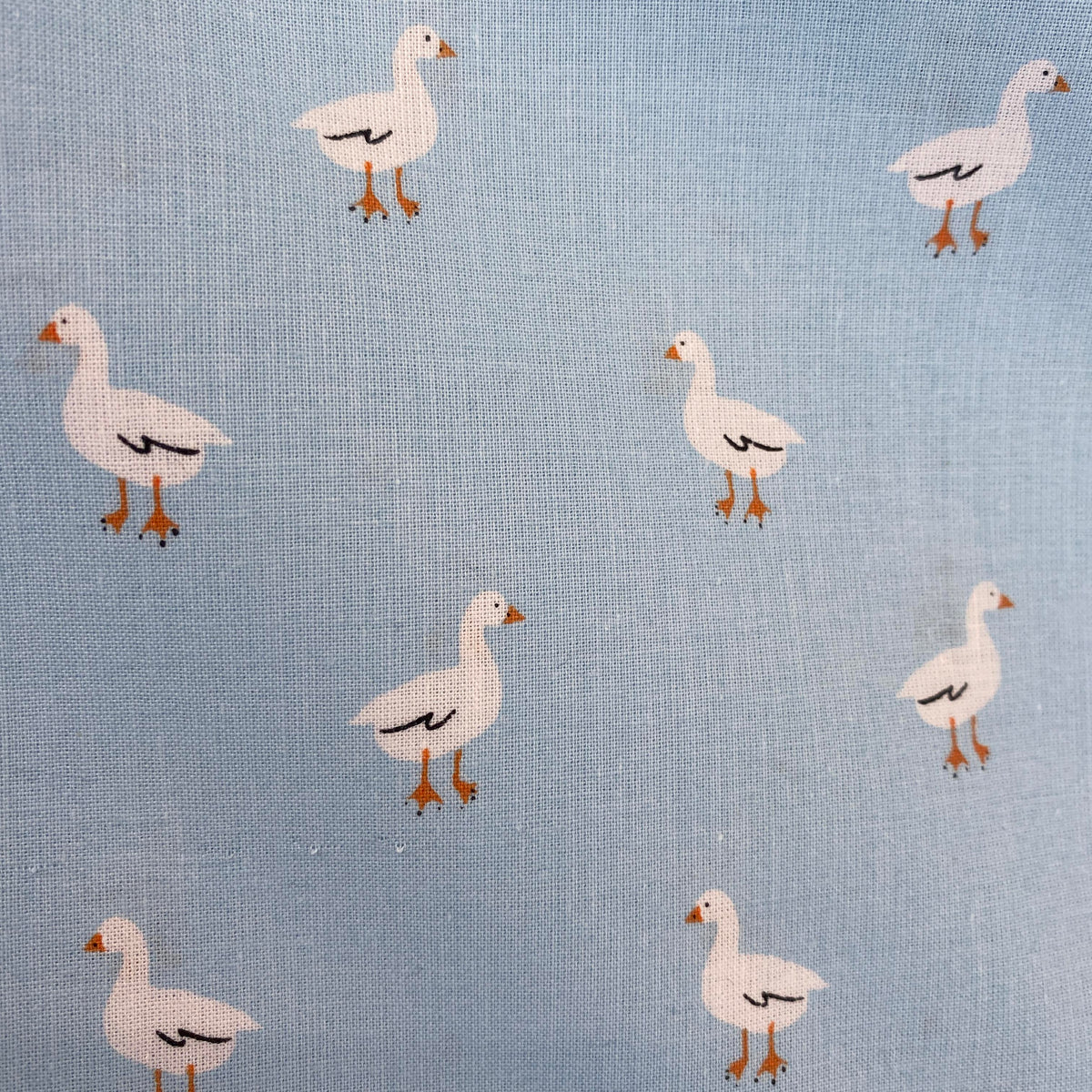 Cheeky Geese