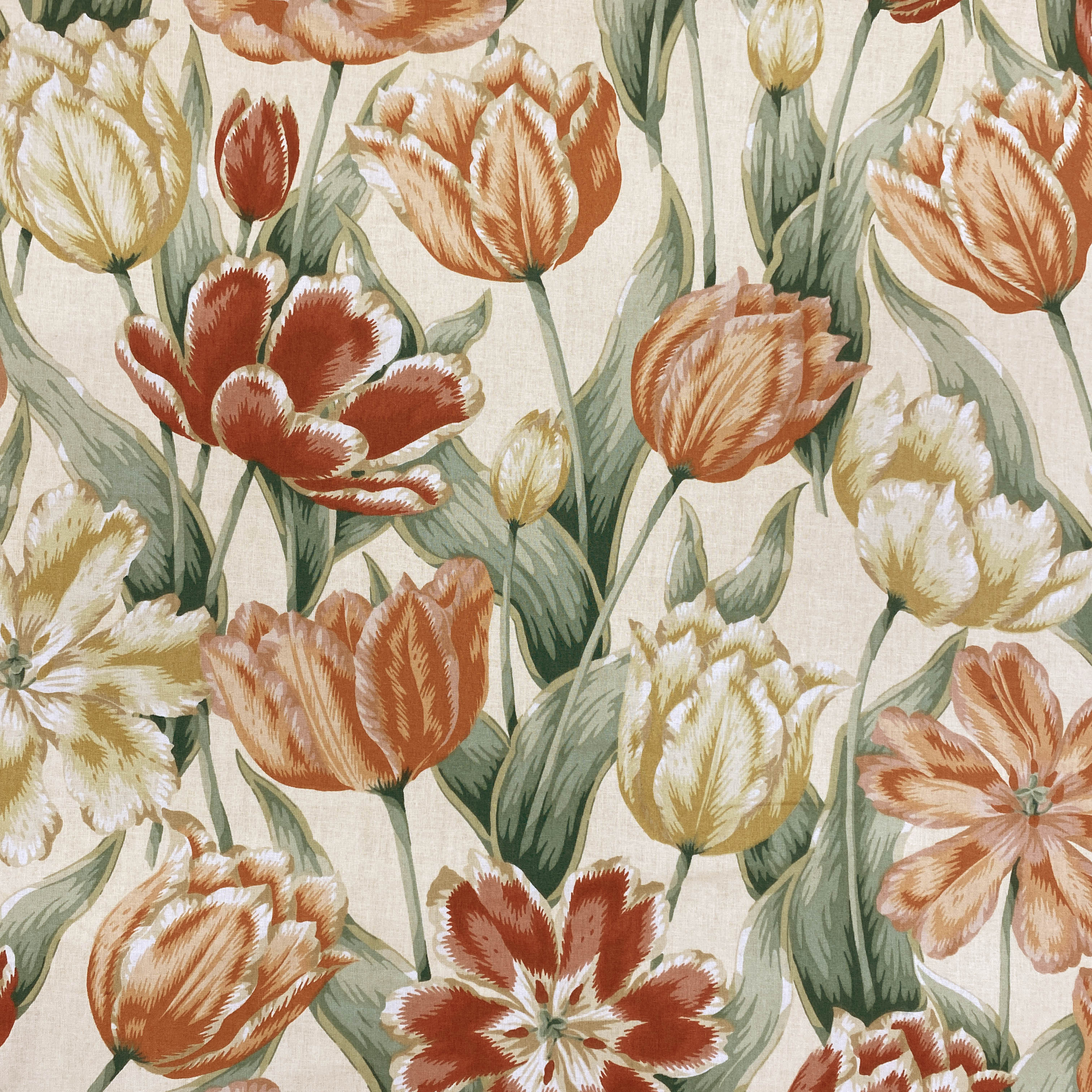 Triumph Tulips